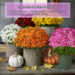 🌺Last Day Sale 49% OFF‼️Artificial Outdoor Sunset Mums Flowers