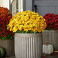 🌺Last Day Sale 49% OFF‼️Artificial Outdoor Sunset Mums Flowers