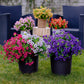 💥Upgraded high-grade material 🌱UV Resistant Lifelike Artificial Flowers💐