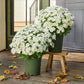 🌺Last Day Sale 49% OFF‼️Artificial Outdoor Sunset Mums Flowers