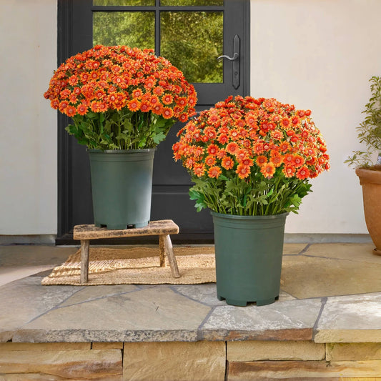 🌺Last Day Sale 49% OFF‼️Artificial Outdoor Sunset Mums Flowers
