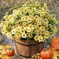 💥Upgraded high-grade material 🌱UV Resistant Lifelike Artificial Flowers💐