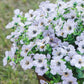 💥Upgraded high-grade material 🌱UV Resistant Lifelike Artificial Flowers💐