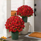 🌺Last Day Sale 49% OFF‼️Artificial Outdoor Sunset Mums Flowers