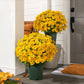 🌺Last Day Sale 49% OFF‼️Artificial Outdoor Sunset Mums Flowers