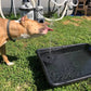🌻LAST DAY SALE 50% OFF!!🐦️⛲Compact Solar Bird Fountain Pump – Keep Your Garden Alive!