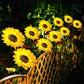 🔥Last Day Special Price: ￡9.99!!🔥 LuminaBloom™ Solar Sunflower Garden Stake Lights 🌻 | Waterproof 🌧️ | No Wiring💡