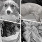 🔥Last Day 49% Off🔥Soft Absorbent and Quick-Drying Dog Bathrobe🚿🧼🐾
