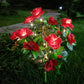 🔥LAST DAY SALE 50% OFF✨EVEDIOR Solar Azalea Flower Lights💐