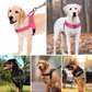 🏆LAST DAY SALE: ONLY ￡9.99!!🎁✨Pawve™ No-Pull Dog Harness – Vet-Approved Comfort, Chafe-Free & Escape-Safe | Lightweight, Adjustable & Perfect for Every Walk🐕