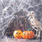 ⏰Limited Offer 50% OFF!🔥Halloween Scary Party Decoration Spiders & Stretchy Cobweb